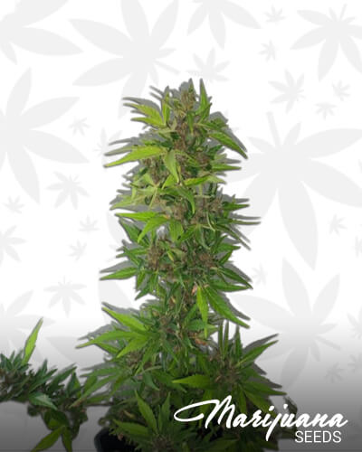 Purple Crunch Auto CBD