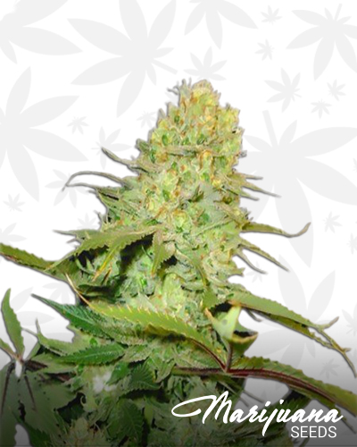 Purple Diamond Kush