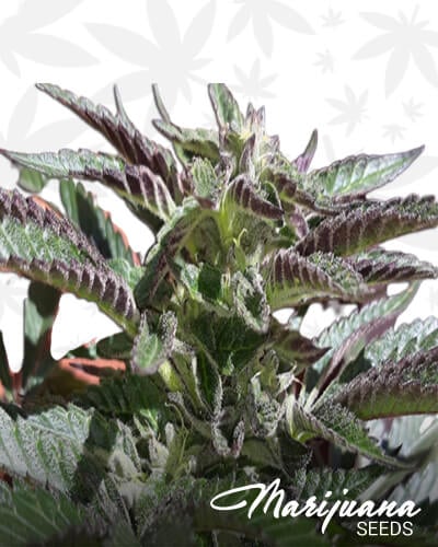 Purple Diamond