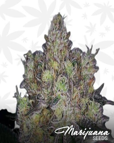 Purple Dosi Punch