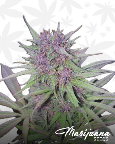 Purple Dutch