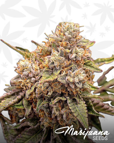 Purple Eclipse