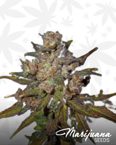 Purple Errl
