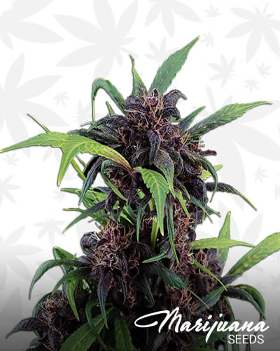 Purple Express Auto