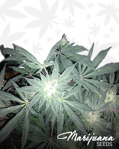 Purple Fever OG