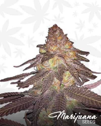 Purple Fig 1