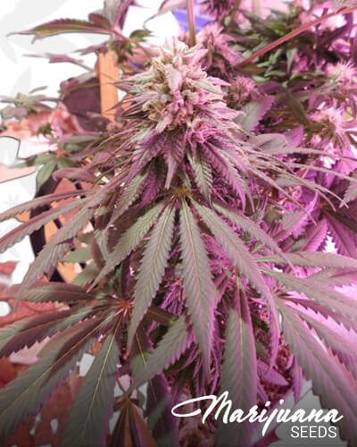Purple Frost Monster