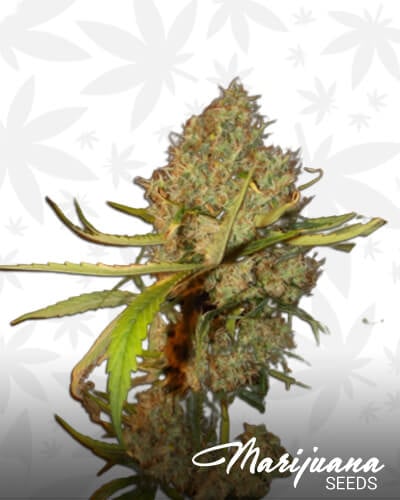Purple Glam KushAka Purple Kush