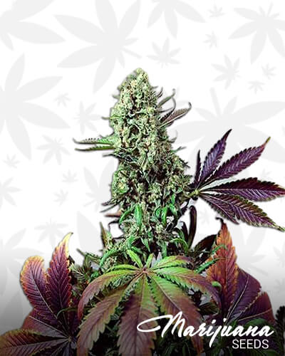 Purple Haze 1