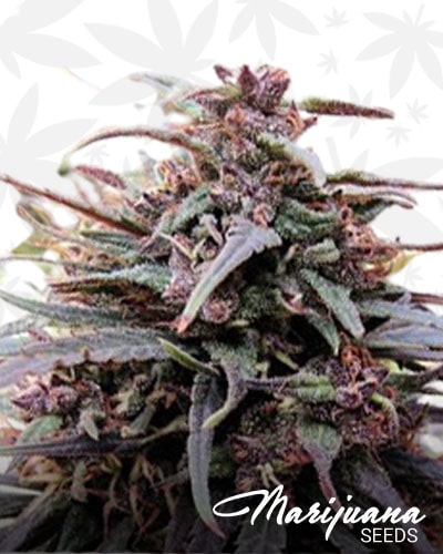 Purple Haze x Malawi min