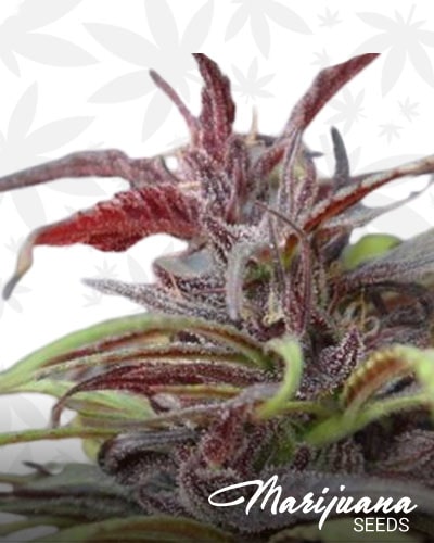 Purple Haze x Thai min 1