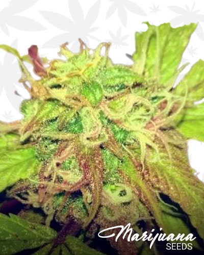 Purple Indica min
