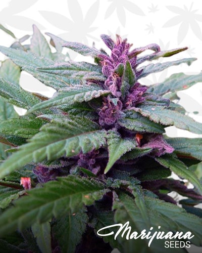 Purple Kush 1 min