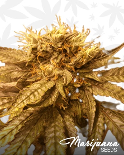 Purple Kush x ISS min
