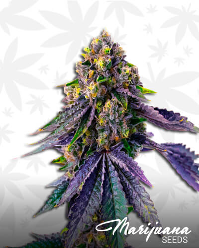 Purple Kush x White Russian
