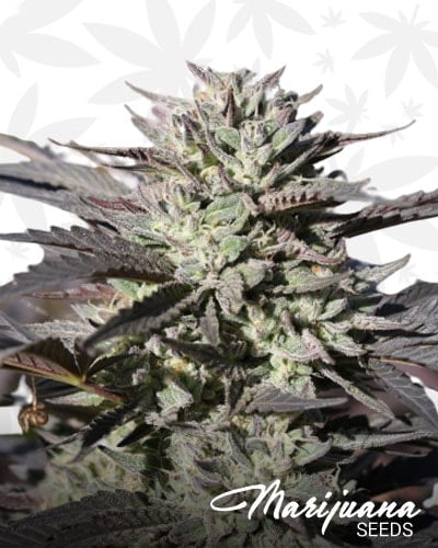 Purple Kush ’68 IBL min