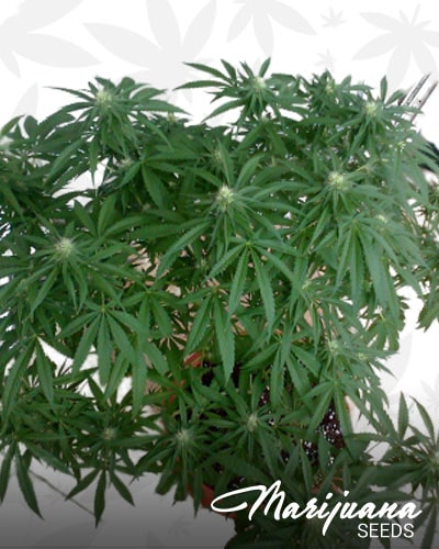 Purple Lemon Og Kush min