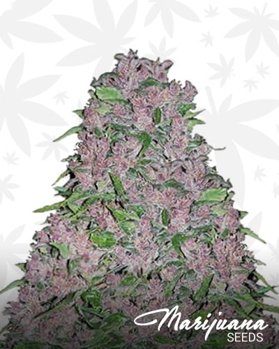 Purple Lightning min