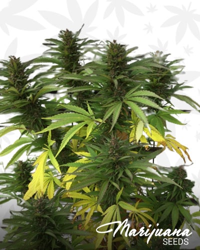 Purple Maroc min