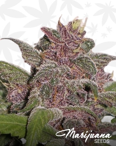 Purple Mayhem min