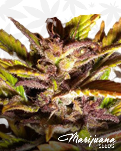 Purple Mazar min 1