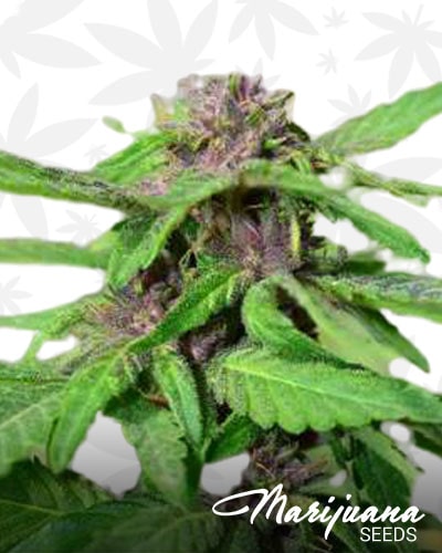 Purple Maze Kush min