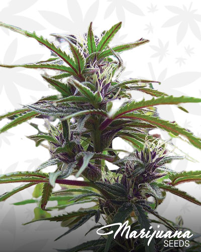 Purple Mexican Thai