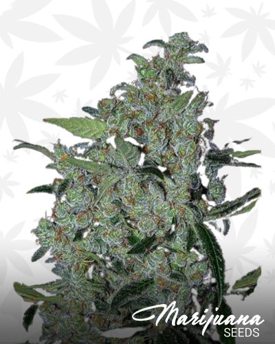 Purple Mexican min