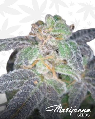 Purple OG 18 min