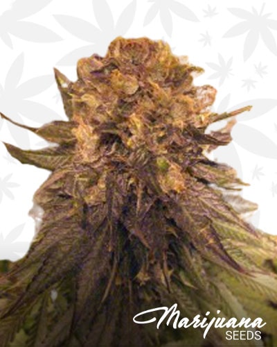 Purple OG Kush x Pre98 Bubba min
