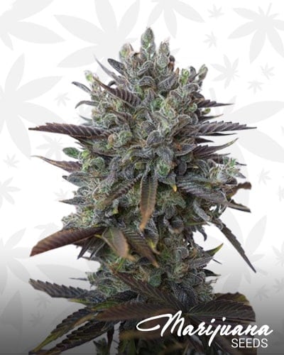 Purple Orange CBD min