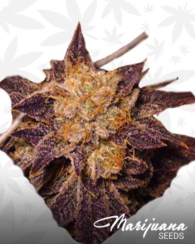 Purple Pain Killer min 1