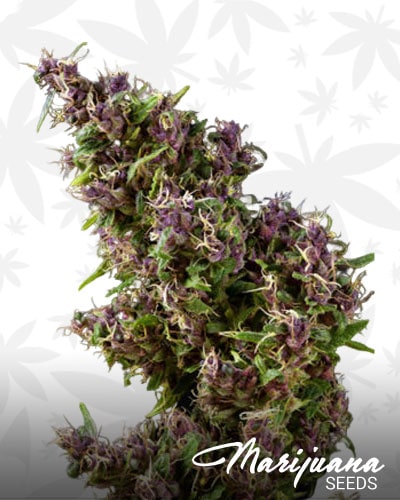 Purple Paro Valley min