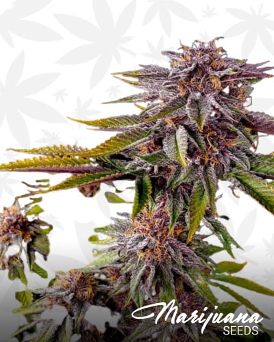 Purple Persuasion min 1
