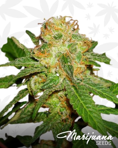 Purple Pig Fucking Rhino min