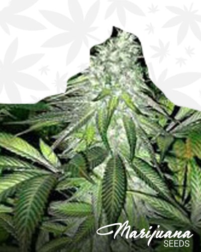 Purple Pineapple Express min
