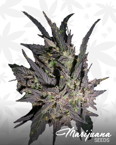 Purple Pineberry min 1