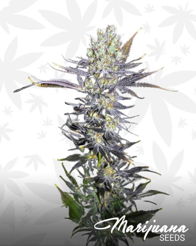 Purple Pleiades min