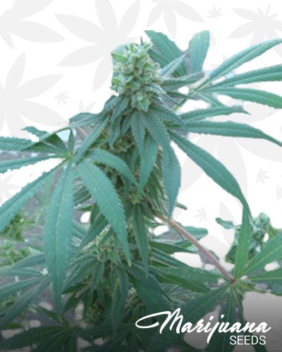 Purple Poison min