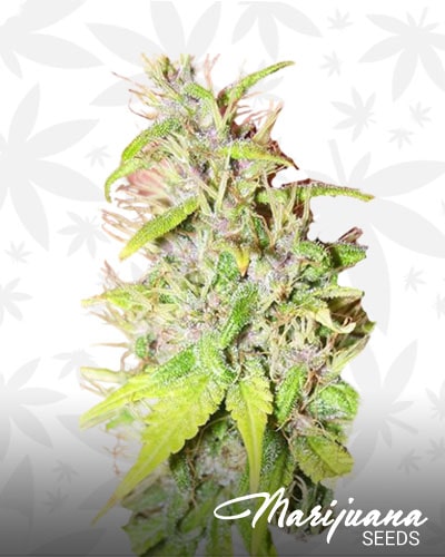 Purple Rain x Biker Kush min
