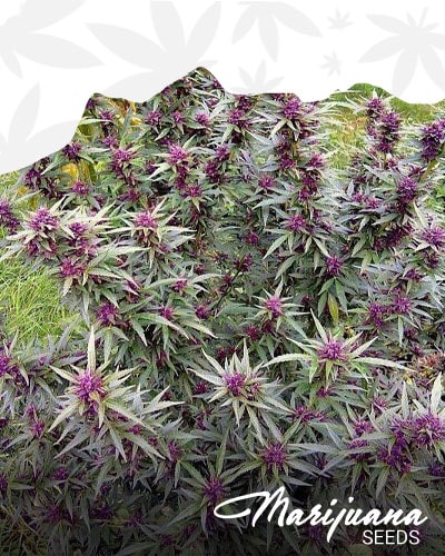 Purple Shaman min 1