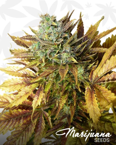 Purple Sirius Kush min