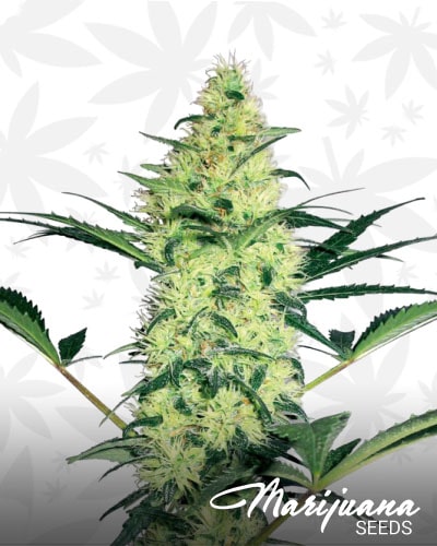 Purple x OG Kush Autoflowering min 1
