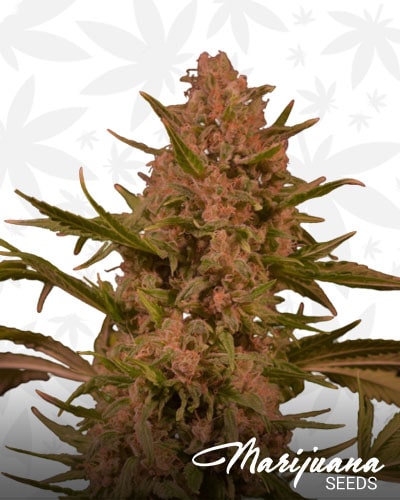 Purple OG Kush min 1