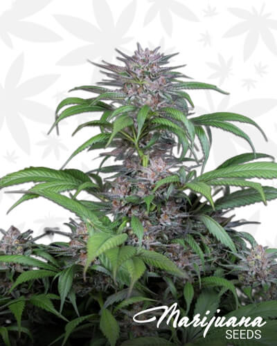 Quick Kush