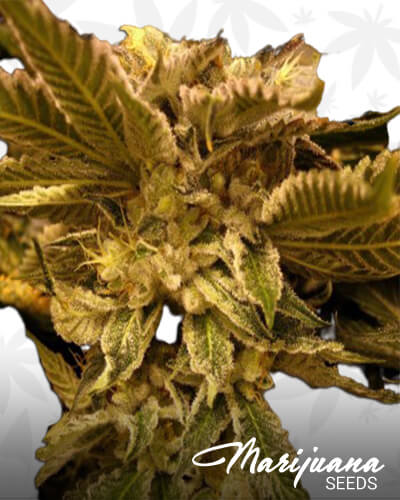 Radioactive Kush