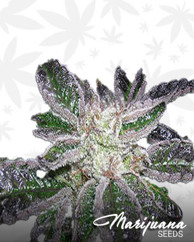 Raspberry Kush BX1