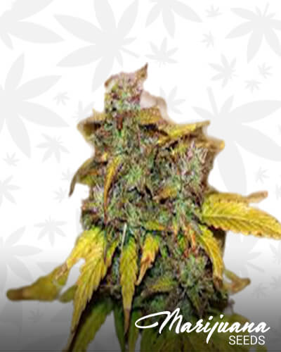 Red Kush Auto