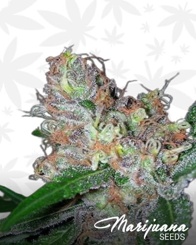 Red Pine Kush