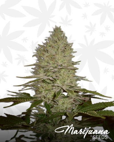 Red Sugar AutoAka Red Caramel Auto